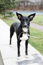 BALU, Hund, Mischlingshund in Russische Föderation - Bild 8