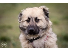 LINO, Hund, Mischlingshund in Salzwedel - Bild 1
