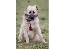 LINO, Hund, Mischlingshund in Salzwedel - Bild 2