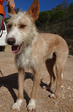 BARLEY, Hund, Podengo in Portugal - Bild 1