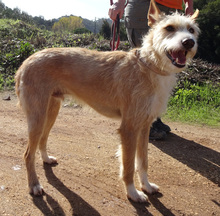 BARLEY, Hund, Podengo in Portugal - Bild 2