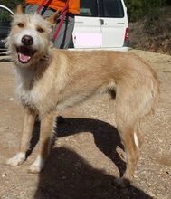 BARLEY, Hund, Podengo in Portugal - Bild 3