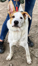 BUDDYJUNIOR, Hund, Mischlingshund in Bulgarien - Bild 4