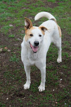 BUDDYJUNIOR, Hund, Mischlingshund in Bulgarien - Bild 5