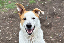 BUDDYJUNIOR, Hund, Mischlingshund in Bulgarien - Bild 7