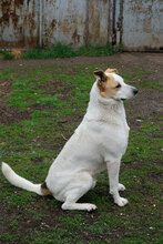 BUDDYJUNIOR, Hund, Mischlingshund in Bulgarien - Bild 8