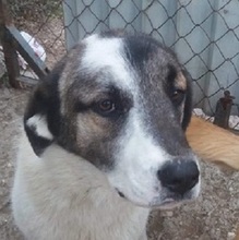 CHARLOT, Hund, Mischlingshund in Griechenland - Bild 1
