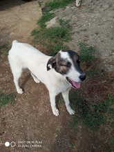 CHARLOT, Hund, Mischlingshund in Griechenland - Bild 10