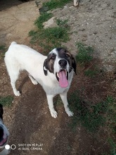 CHARLOT, Hund, Mischlingshund in Griechenland - Bild 11