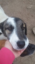 CHARLOT, Hund, Mischlingshund in Griechenland - Bild 2
