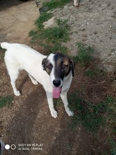 CHARLOT, Hund, Mischlingshund in Griechenland - Bild 7