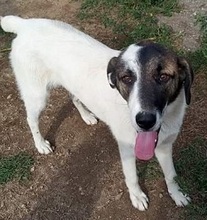 CHARLOT, Hund, Mischlingshund in Griechenland - Bild 8