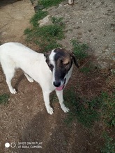 CHARLOT, Hund, Mischlingshund in Griechenland - Bild 9