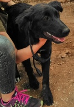 SAFIRA, Hund, Mischlingshund in Griechenland - Bild 11