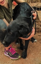 SAFIRA, Hund, Mischlingshund in Griechenland - Bild 12