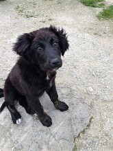 SAFIRA, Hund, Mischlingshund in Griechenland - Bild 13