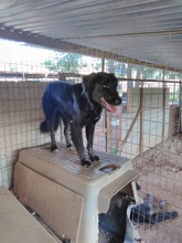 SAFIRA, Hund, Mischlingshund in Griechenland - Bild 2