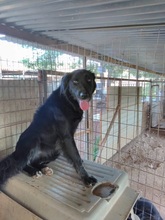 SAFIRA, Hund, Mischlingshund in Griechenland - Bild 3