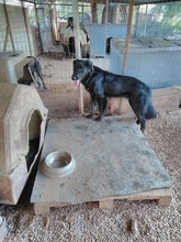 SAFIRA, Hund, Mischlingshund in Griechenland - Bild 4