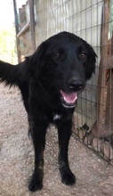 SAFIRA, Hund, Mischlingshund in Griechenland - Bild 5