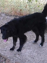 SAFIRA, Hund, Mischlingshund in Griechenland - Bild 6
