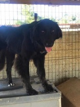 SAFIRA, Hund, Mischlingshund in Griechenland - Bild 7