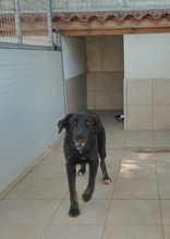 SAFIRA, Hund, Mischlingshund in Griechenland - Bild 8