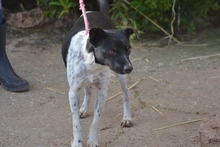 CHULO, Hund, Mischlingshund in Butzbach - Bild 10