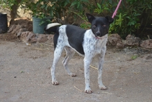 CHULO, Hund, Mischlingshund in Butzbach - Bild 6