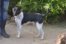 CHULO, Hund, Mischlingshund in Butzbach - Bild 7