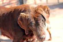KURT, Hund, Labrador Retriever-Mix in Hoogstede - Bild 3