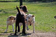 KURT, Hund, Labrador Retriever-Mix in Hoogstede - Bild 4