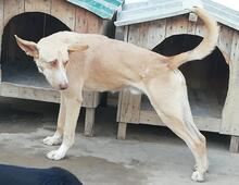 EIFFEL, Hund, Mischlingshund in Portugal - Bild 6