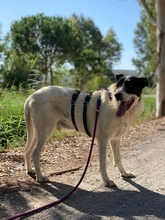 LOKI, Hund, Mischlingshund in Spanien - Bild 1