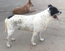 LOKI, Hund, Mischlingshund in Spanien - Bild 10