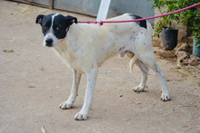 LOKI, Hund, Mischlingshund in Spanien - Bild 12