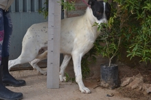 LOKI, Hund, Mischlingshund in Spanien - Bild 13
