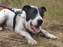 LOKI, Hund, Mischlingshund in Spanien - Bild 14
