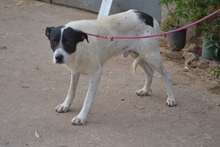 LOKI, Hund, Mischlingshund in Spanien - Bild 15