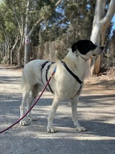 LOKI, Hund, Mischlingshund in Spanien - Bild 2