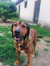 NINO, Hund, Mischlingshund in Griechenland - Bild 6