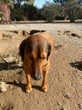 NINO, Hund, Mischlingshund in Griechenland - Bild 8