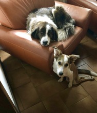 SOPHIA, Hund, Mischlingshund in Aerzen - Bild 4