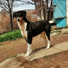 ATHOS, Hund, Mischlingshund in Bulgarien - Bild 1