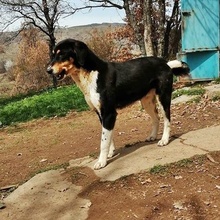 ATHOS, Hund, Mischlingshund in Bulgarien - Bild 2
