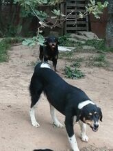 ATHOS, Hund, Mischlingshund in Bulgarien - Bild 3