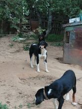 ATHOS, Hund, Mischlingshund in Bulgarien - Bild 4