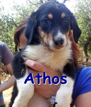 ATHOS, Hund, Mischlingshund in Bulgarien - Bild 5