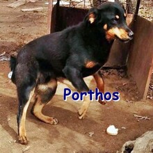 PORTHOS, Hund, Mischlingshund in Bulgarien - Bild 1