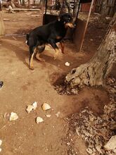 PORTHOS, Hund, Mischlingshund in Bulgarien - Bild 2
